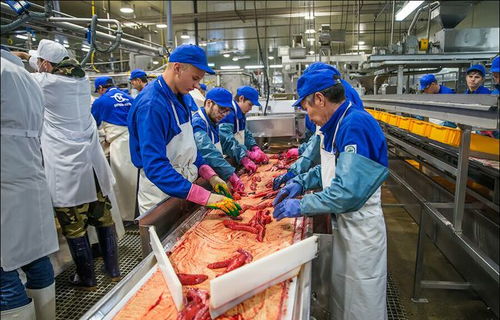 年薪百萬 俄羅斯工人在堪察加魚子醬工廠,一年能賺多少錢